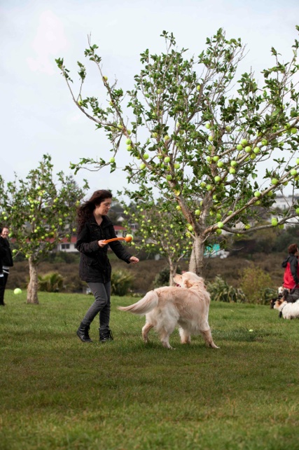 Owner dog playing